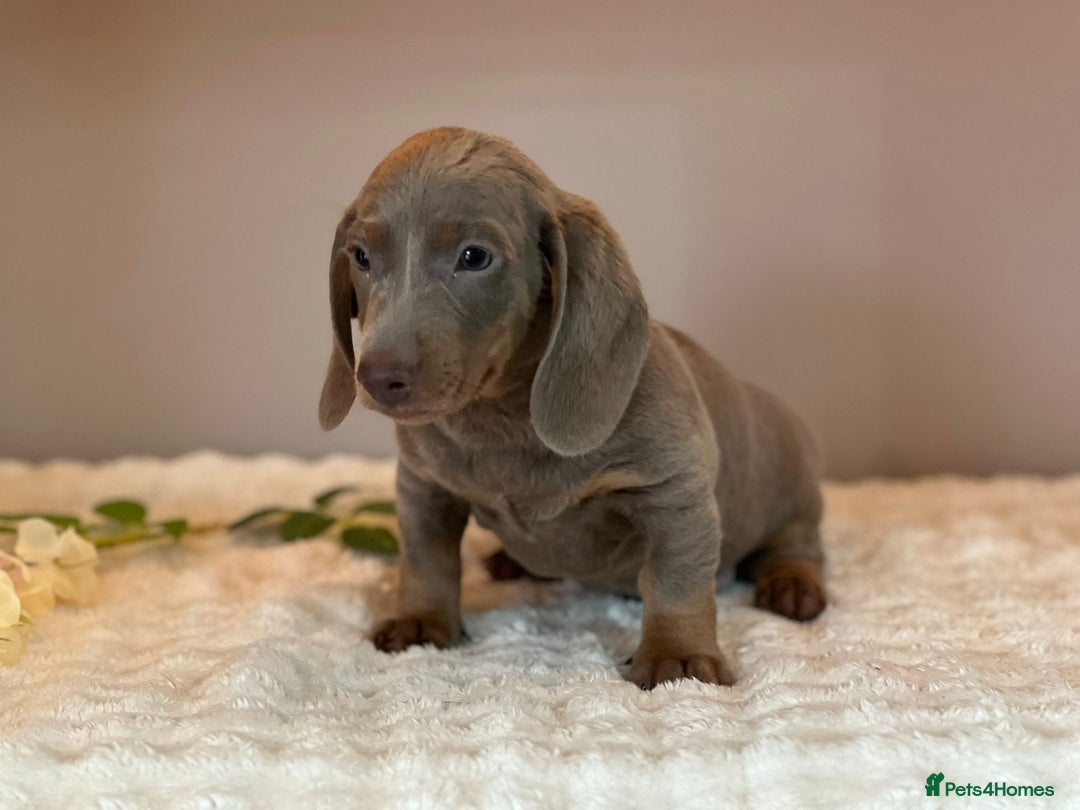 Miniature Dachshund dogs for sale: MINIATURE DACHSHUNDS  - Advert 5