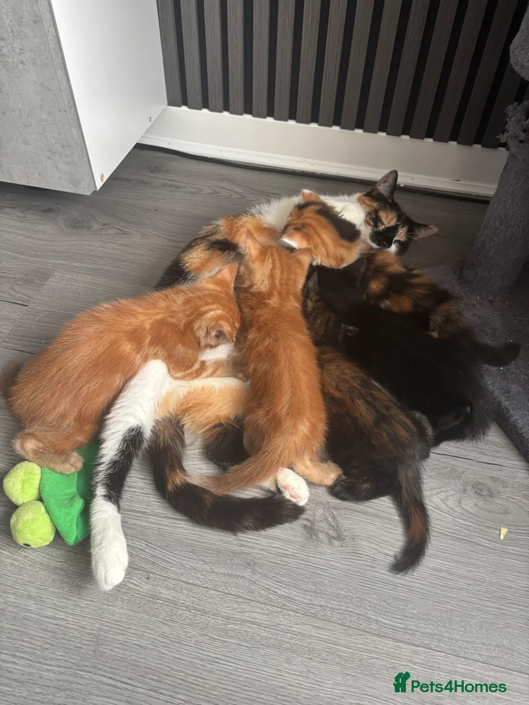 Mixed Breed cats for sale: Kittens looking for their new home in Clydebank - Advert 1