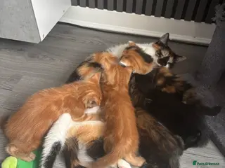 Mixed Breed cats Kittens looking for their new home - Advert 11