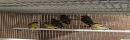 Mixed Breed birds for sale: Cage n aviary birds  - Advert 5