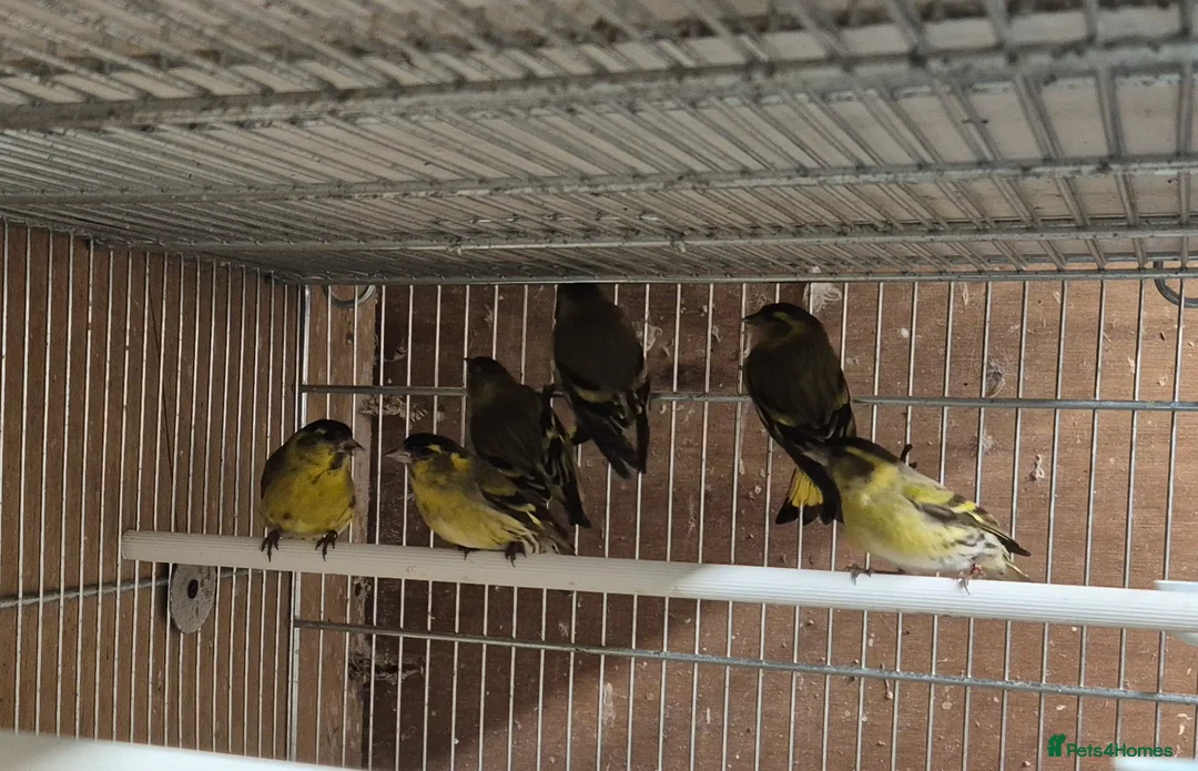 Mixed Breed birds for sale: Cage n aviary birds  - Advert 5