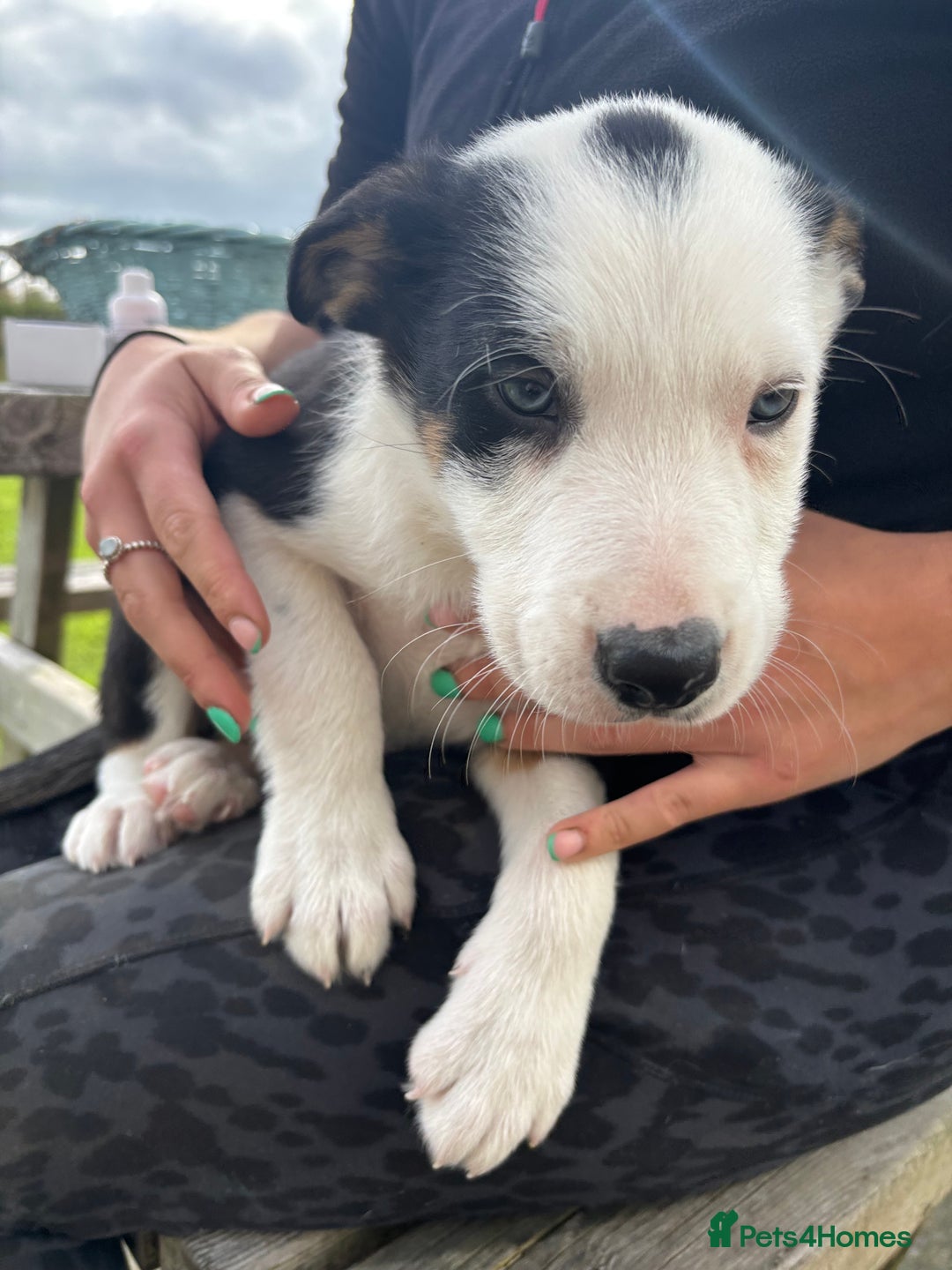 Border Collie dogs for sale: Ready to go! Beautiful Border Collie pup in Haverfordwest - Image 4