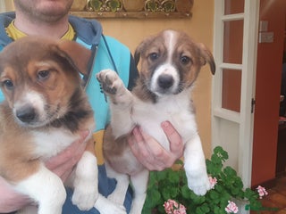 Border Collie dogs Gorgeous Border Collie Puppies! - Advert 14