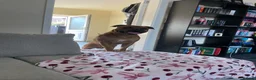 Mixed Breed dogs for sale: Rocky (mastiff x staff)  - Advert 12