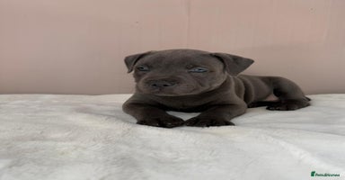 Staffordshire Bull Terrier dogs - Advert 3