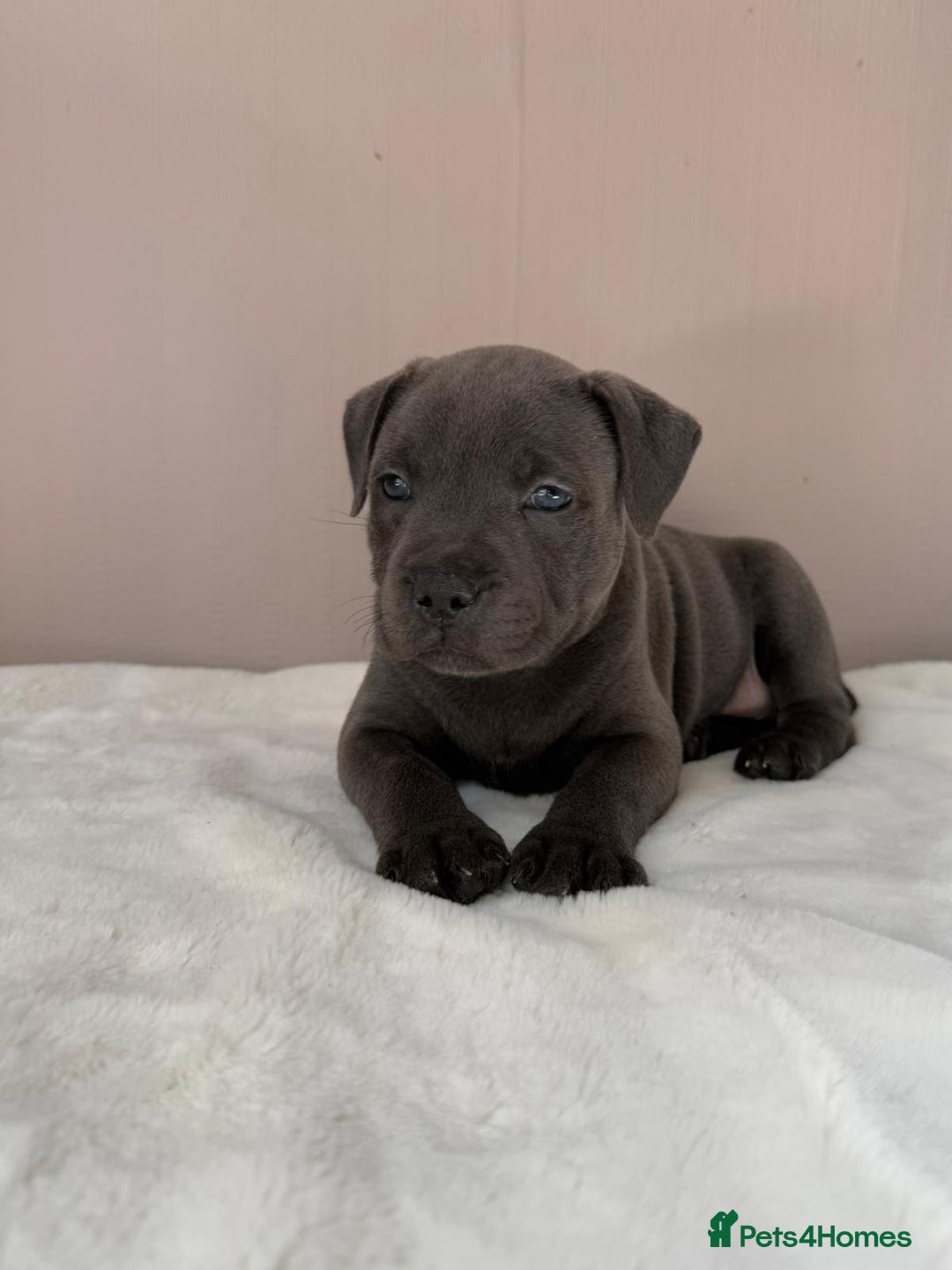 Staffordshire Bull Terrier dogs for sale: BLUEDOGCITY PHARON AT BULLSCAFF X WEDNESDAY ADDAMS - Image 4