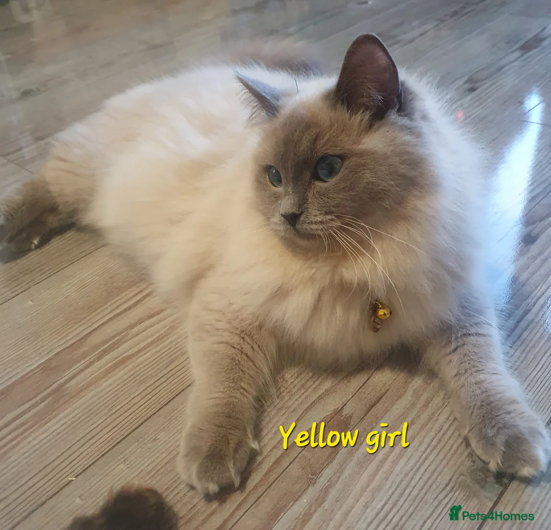 Ragdoll cats for sale: Sweet&Playful ragdolls - Advert 33