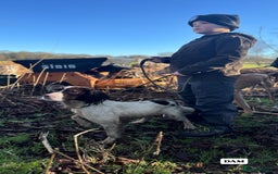 English Springer Spaniel dogs for sale: ✨ Working English Springer Spaniel Puppies ✨ - Image 27