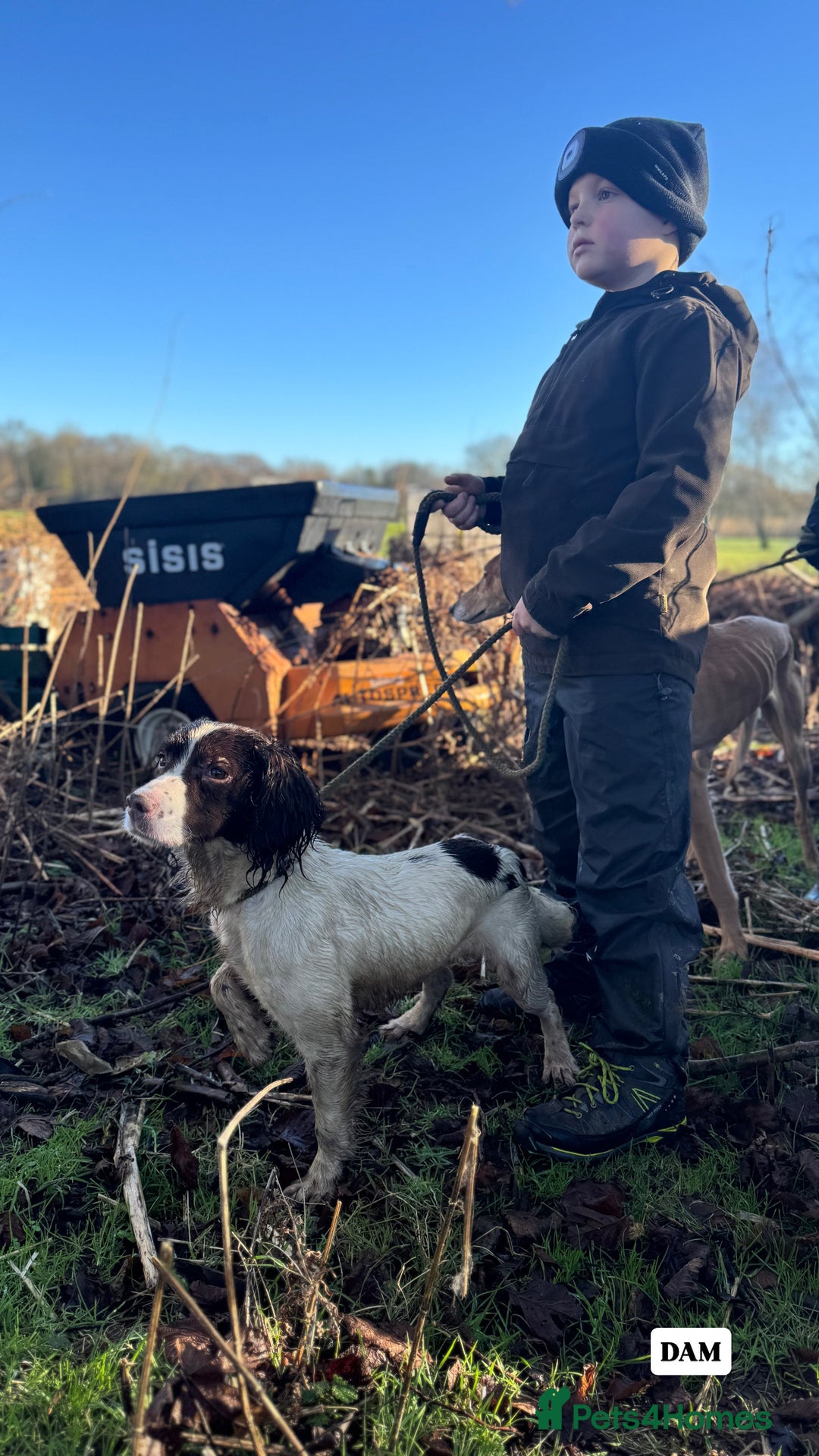 English Springer Spaniel dogs for sale: ✨ Working English Springer Spaniel Puppies ✨ - Image 27