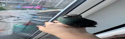 Mixed Breed birds for sale: Teal, the kakariki  - Advert 6