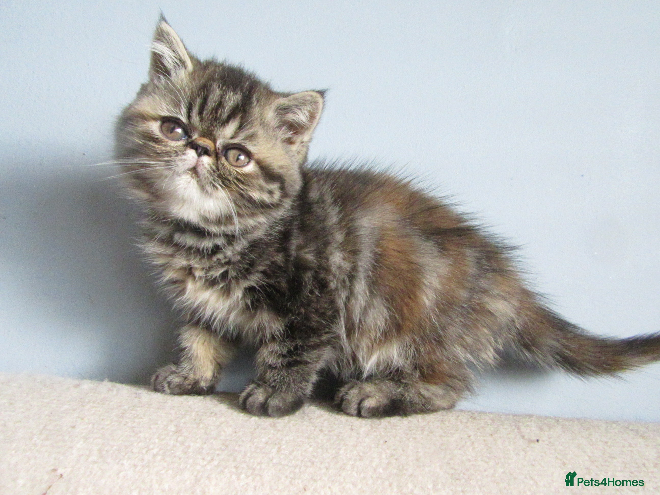 Exotic cats for sale: Gorgeous Exotic kittens in Leigh-on-Sea - Advert 8