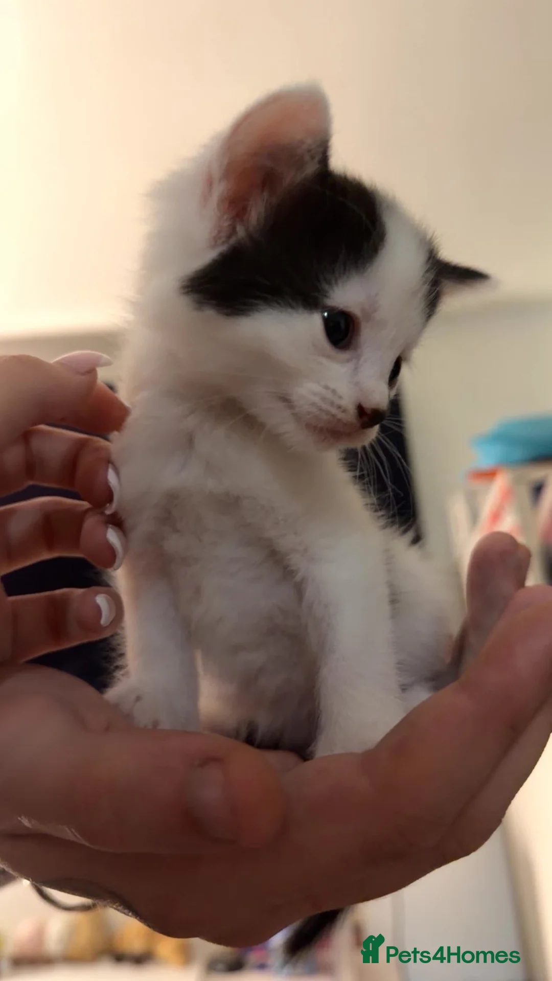 Mixed Breed cats for sale: 2 baby kittens  - Advert 2
