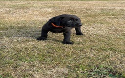 Labrador Retriever dogs for sale: Beautiful KC Registered Labrador Puppies - Image 4