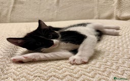 Mixed Breed cats for sale: 3 kittens available  - Image 2