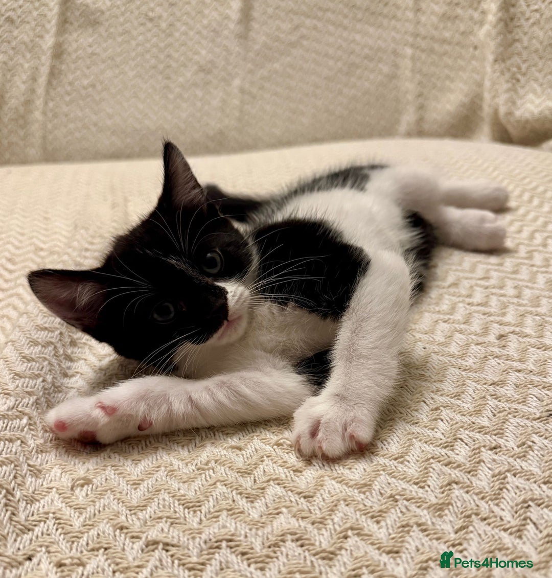 Mixed Breed cats for sale: 3 kittens available  - Image 2