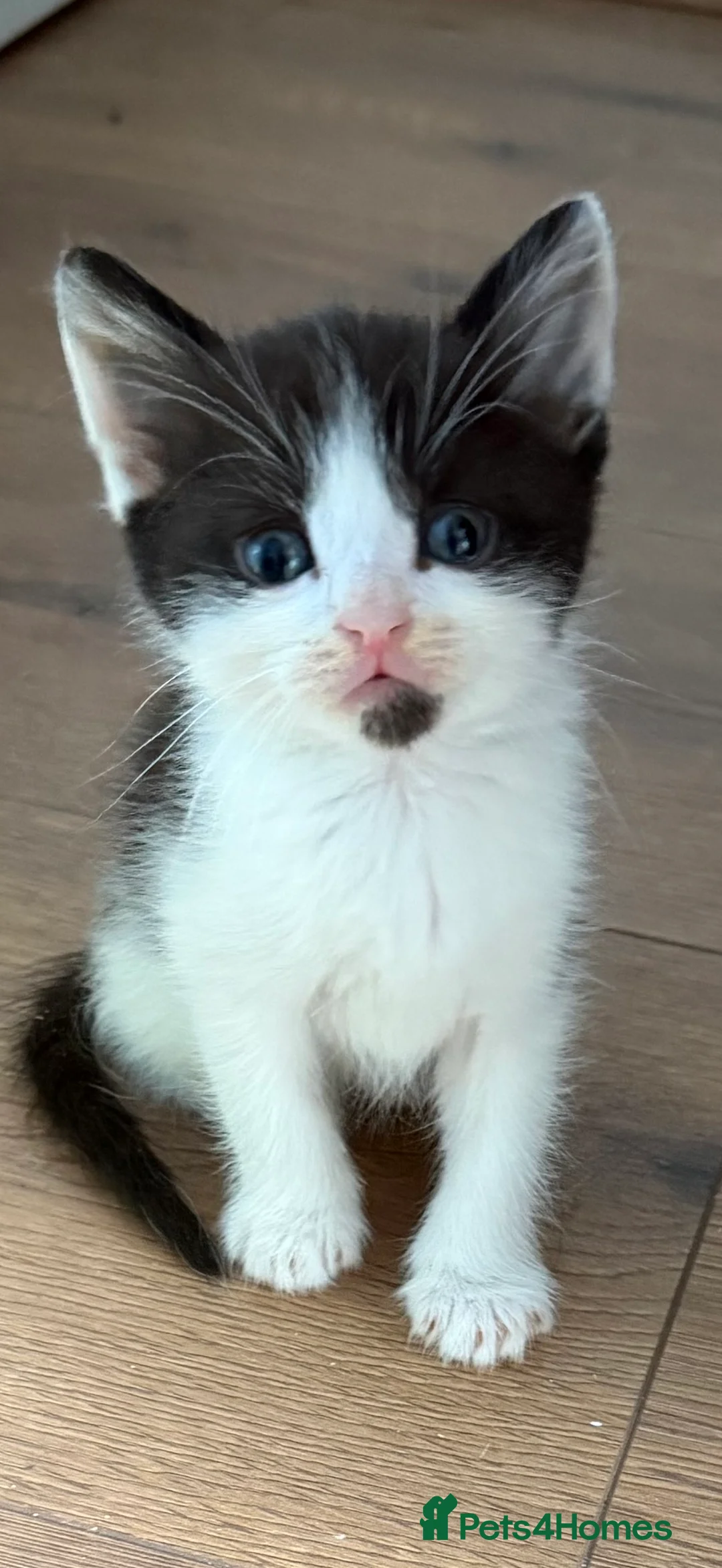 Mixed Breed cats for sale: 3 kittens looking for new laps  - Advert 2