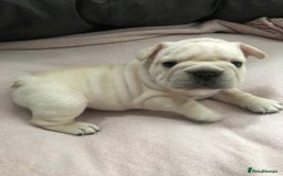 French Bulldog dogs for sale:  French bulldogs from £850 to £1700 in Liverpool - Image 14
