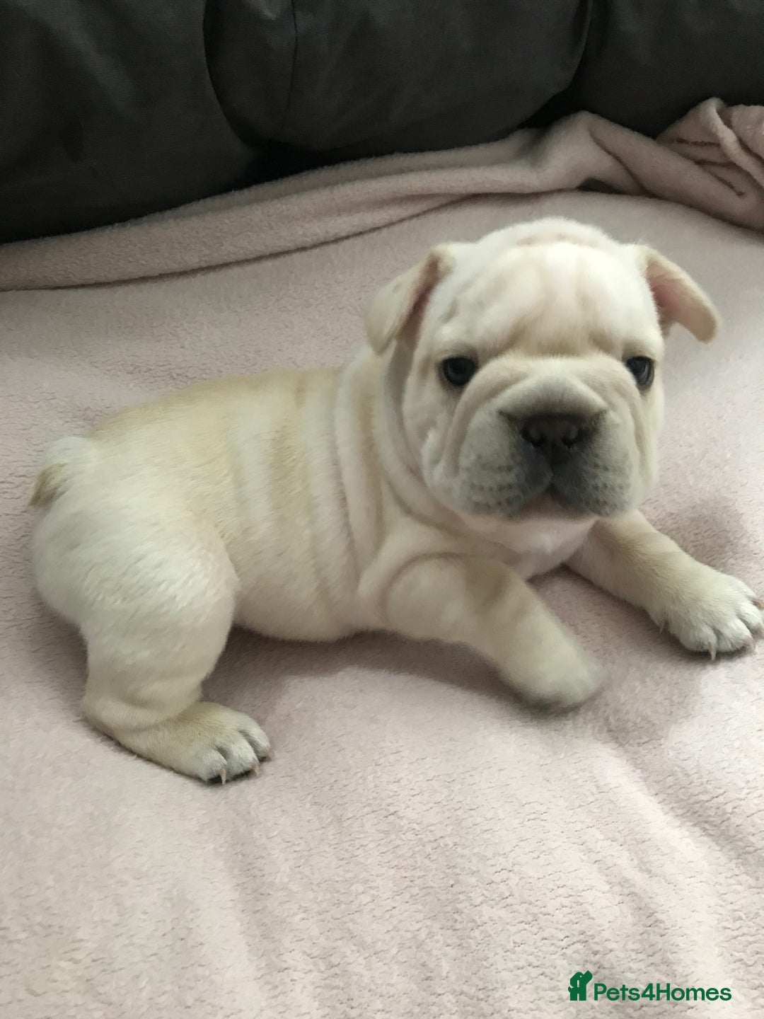 French Bulldog dogs for sale:  French bulldogs from £850 to £1700 in Liverpool - Image 14