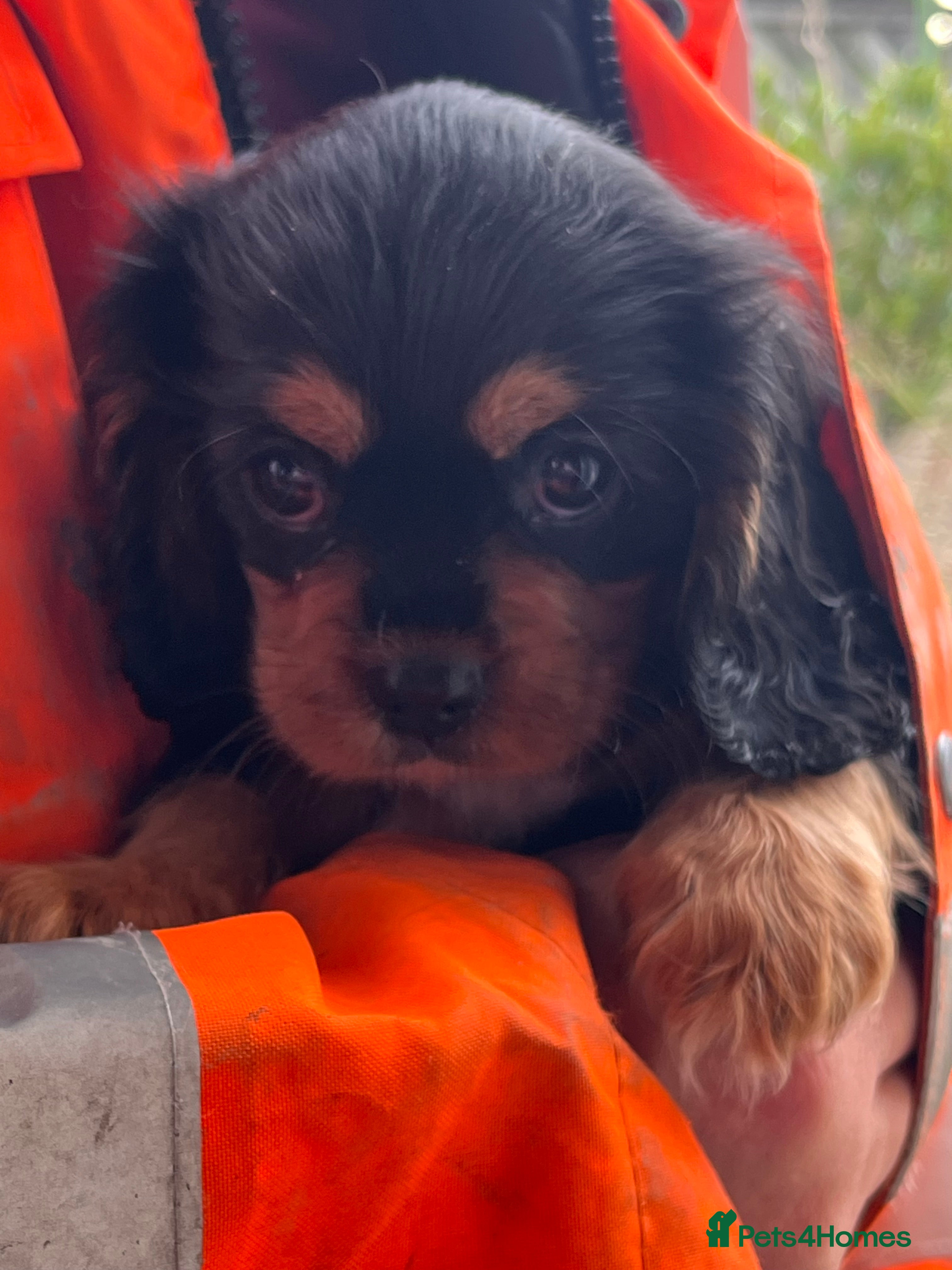 Cavalier King Charles Spaniel dogs Bundle of joy black n tan cavaliers - Advert 6