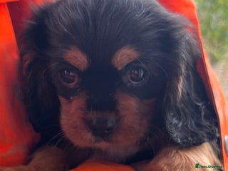Cavalier King Charles Spaniel dogs Bundle of joy black n tan cavaliers - Advert 8