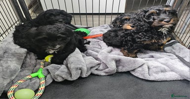 Cockapoo dogs - Advert 3