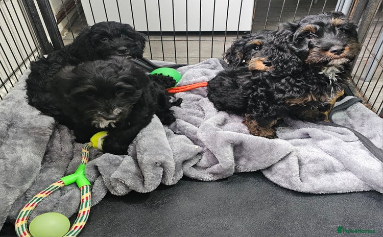 Cockapoo dogs - Advert 1