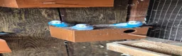 Mixed Breed birds for sale: Birds  - Advert 25