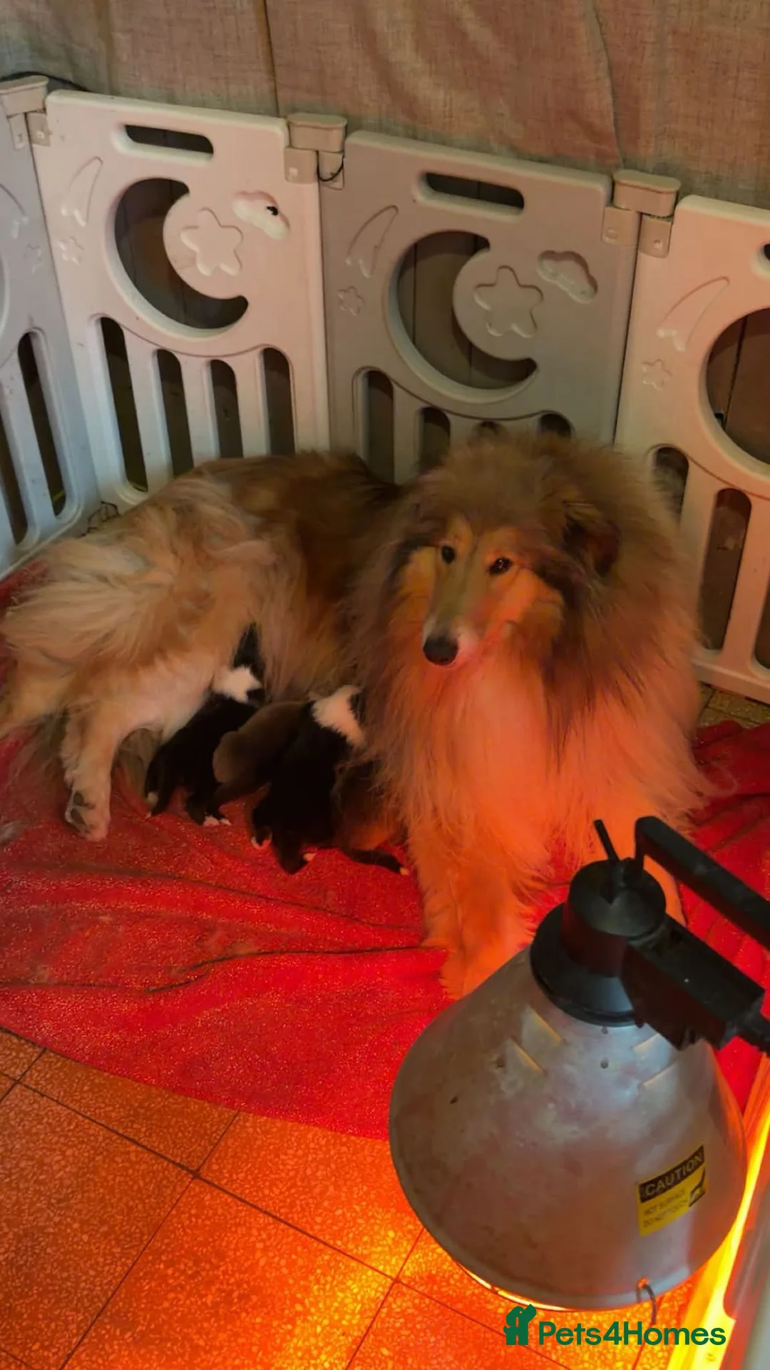 Rough Collie dogs for sale: Beautiful rough collie puppies  - Advert 11