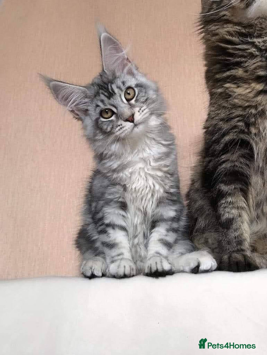 Maine Coon cats for sale: Beautiful 5 Year old Russian Zuki - Image 5