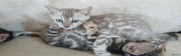 Bengal cats for sale: Family raised TICA Bengal kittens - Advert 2