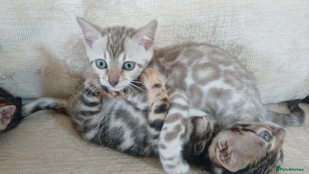 Bengal cats for sale: Family raised TICA Bengal kittens - Advert 2