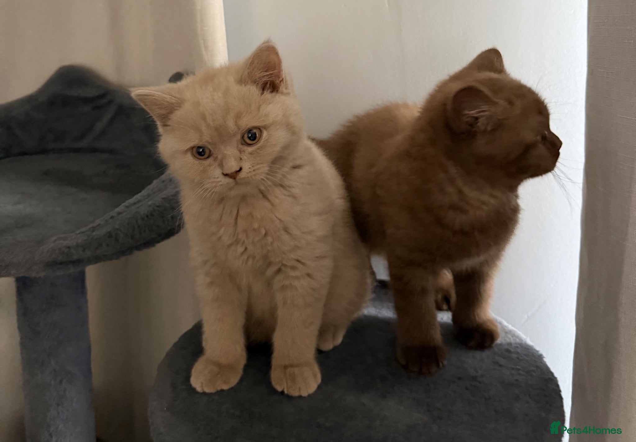 British Shorthair cats 3 gorgeous boys tica reg - Advert 2
