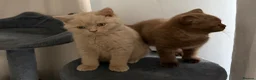 British Shorthair cats for sale: 3 gorgeous boys tica reg - Advert 10