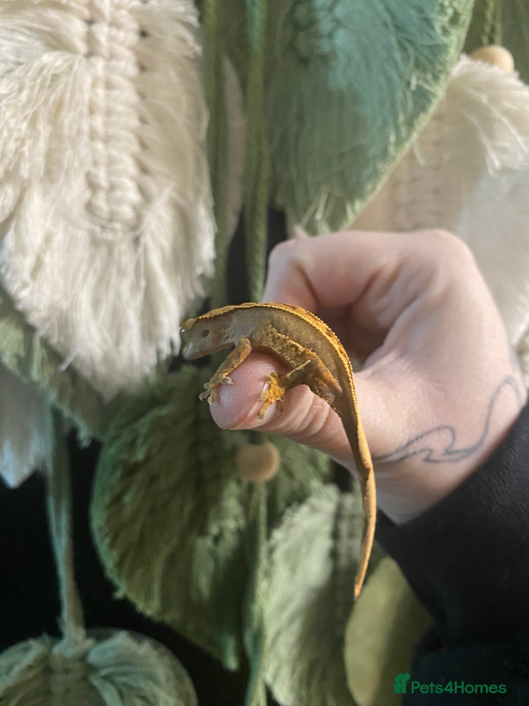 Gecko reptiles for sale: Crested Gecko babies - Advert 7