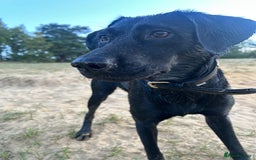 Mixed Breed dogs for sale: 1 year old black female black Labrador mix  - Image 17