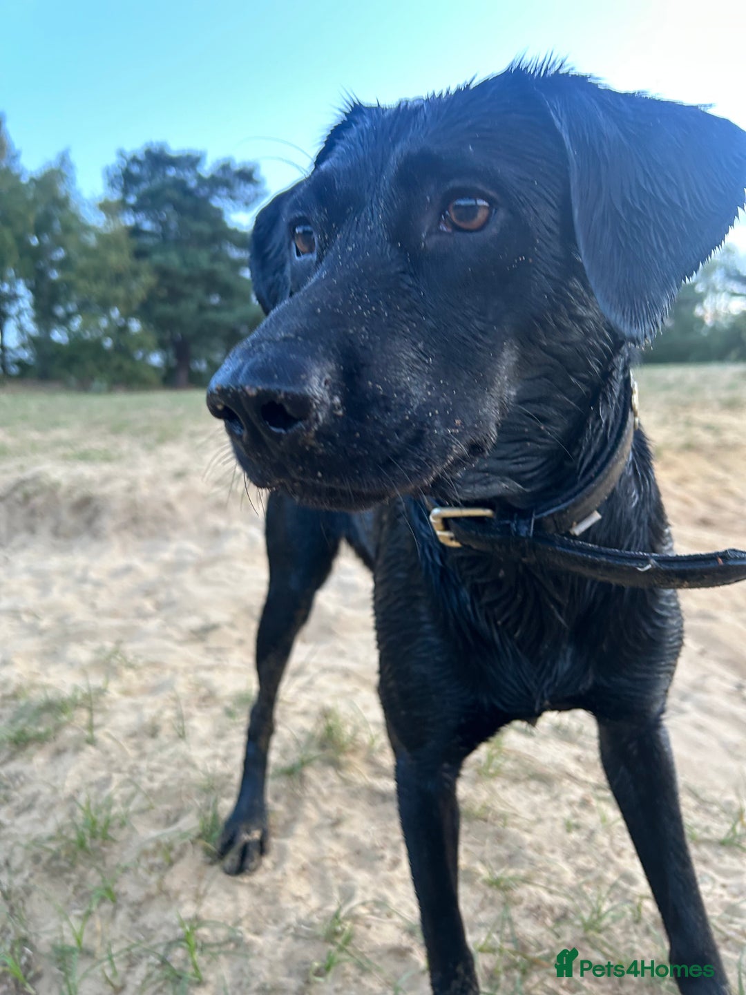 Mixed Breed dogs for sale: 1 year old black female black Labrador mix  - Image 17
