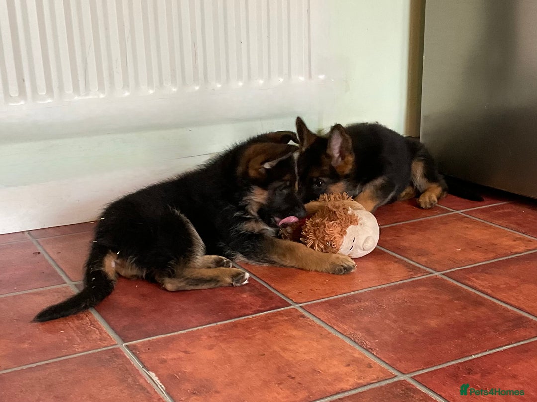 German Shepherd dogs for sale: 25 years experience  breeding German Shepherds - Image 27