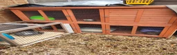 Ferret rodents for sale: Ferrets for sale - Advert 4