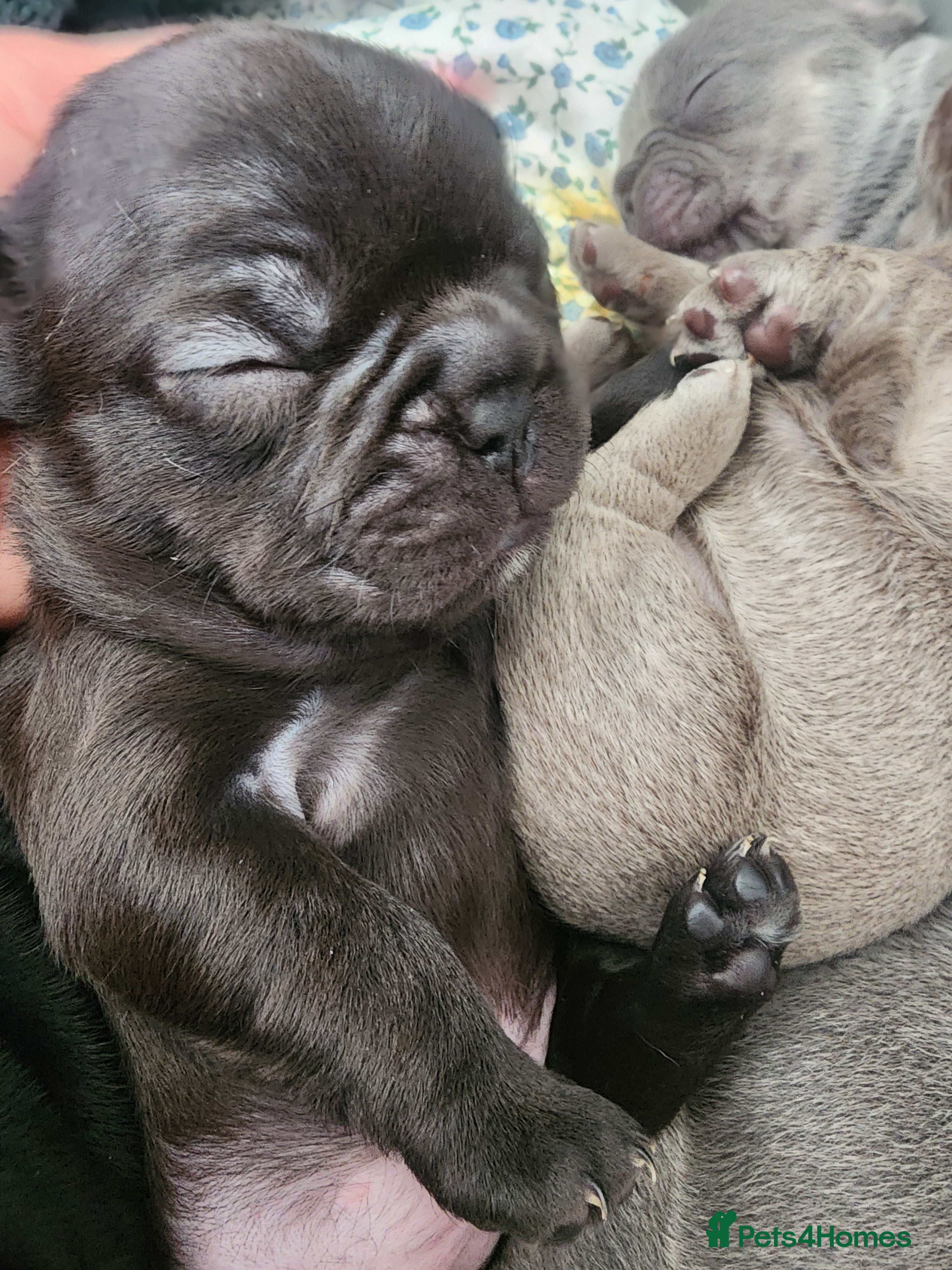 French Bulldog dogs for sale: French Bulldog puppies - Advert 12