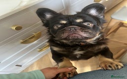 French Bulldog dogs for stud: PROVEN STUD Louis Isabella, Rojo Visual Fluffy in London - Advert 13
