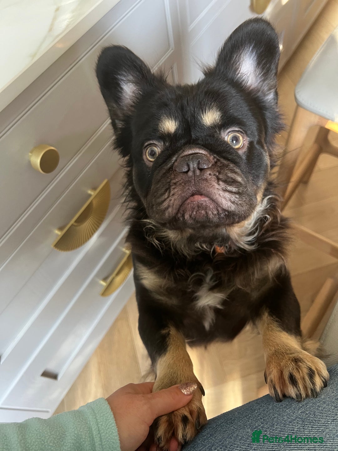 French Bulldog dogs for stud: PROVEN STUD Louis Isabella, Rojo Visual Fluffy in London - Advert 13