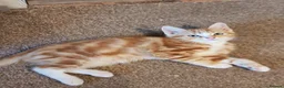 Mixed Breed cats for sale: Three little boys ready for the new home  in Livingston - Advert 8