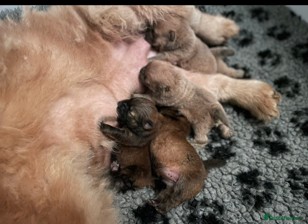 Chow Chow dogs for sale: Wyvernwest have puppies due August  - Image 5
