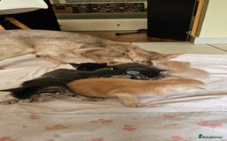 Mixed Breed cats for sale: Abyssinian x Bengal  - Image 7