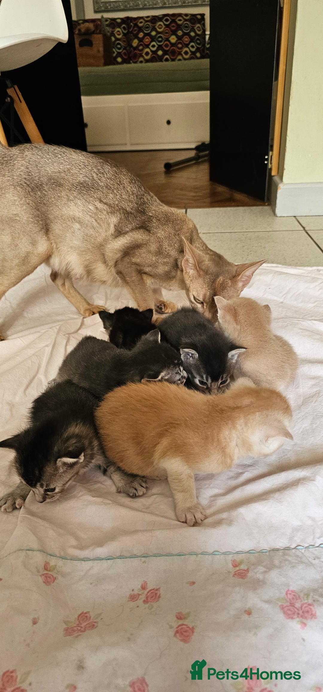 Mixed Breed cats for sale: Abyssinian x Bengal  - Image 7