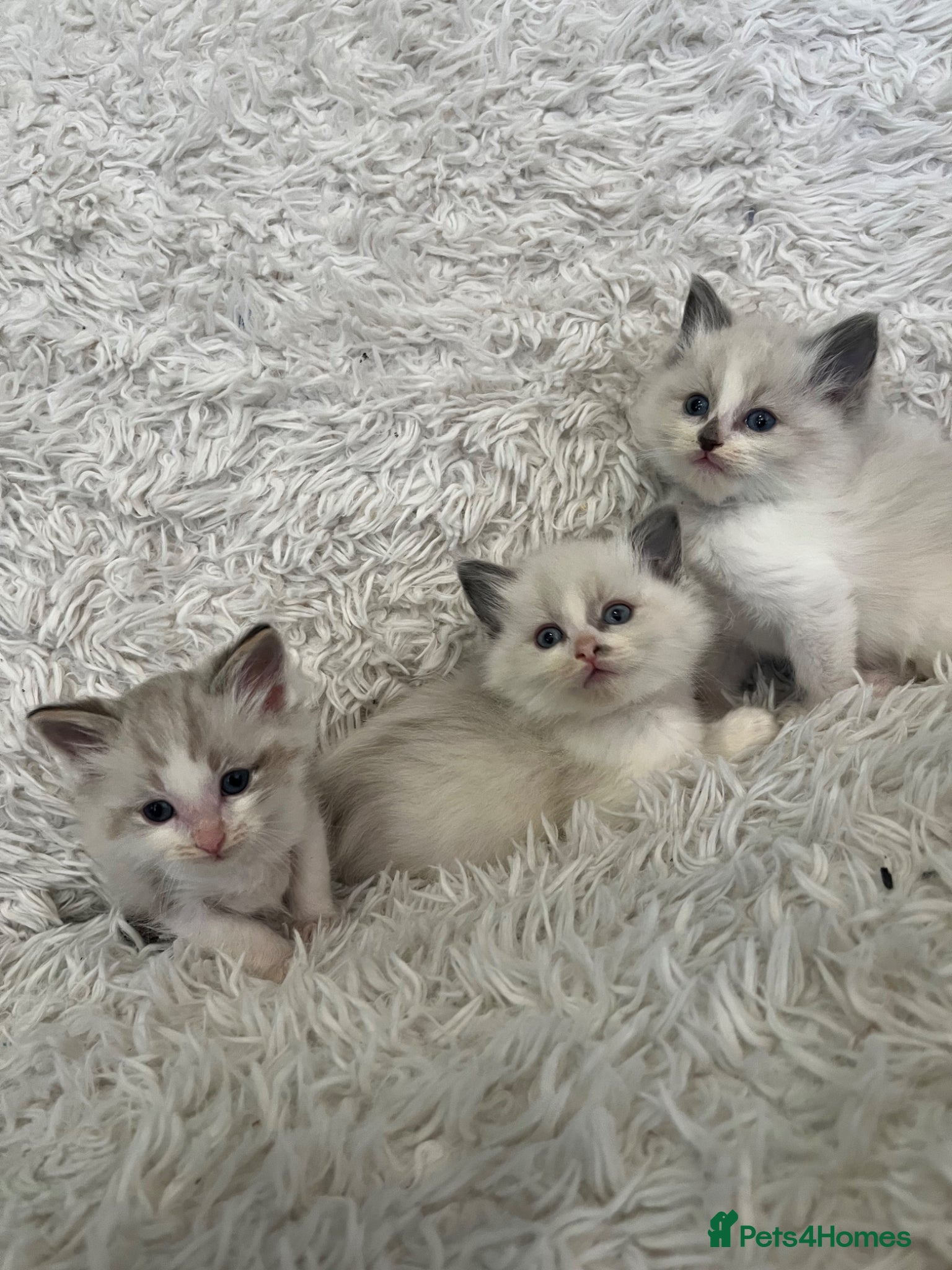 Ragdoll cats Beautiful lynx ragdoll kittens  - Advert 10