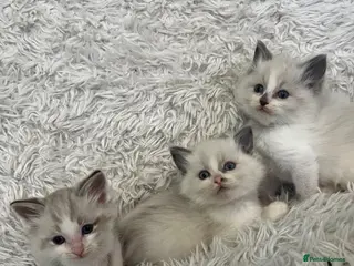 Ragdoll cats Beautiful lynx ragdoll kittens - Advert 10