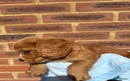 Cocker Spaniel dogs for sale: 🩷Rosie’s Stunning Puppies 🩷 - Image 12