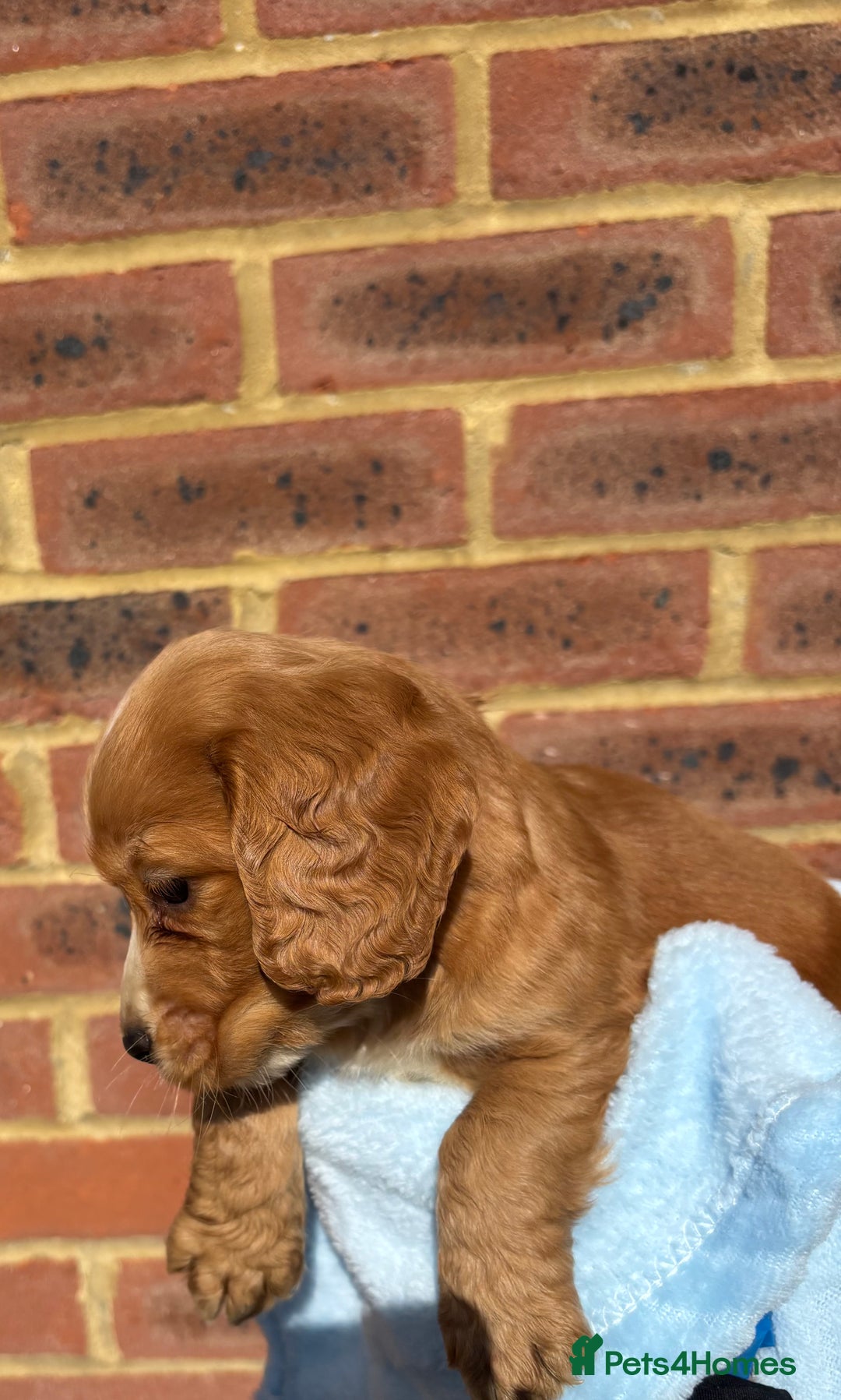 Cocker Spaniel dogs for sale: 🩷Rosie’s Stunning Puppies 🩷 - Image 12