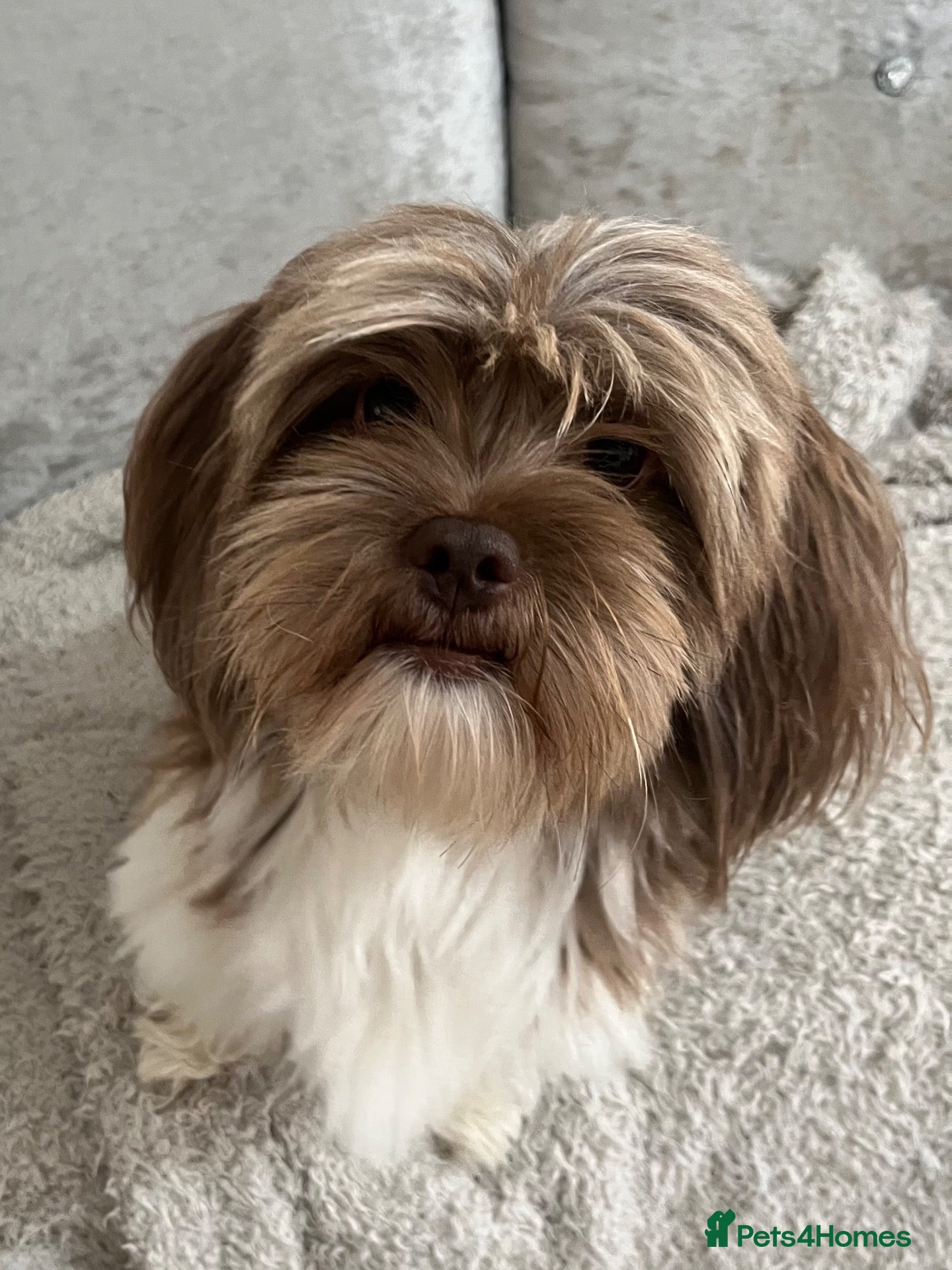 Mixed Breed dogs Betsy - Advert 2